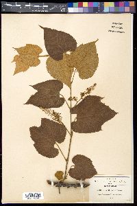 Vitis blancoi image