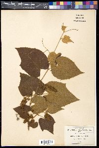 Vitis blancoi image