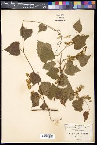 Vitis arizonica image