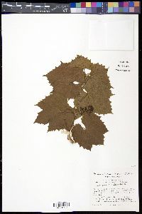 Vitis arizonica image
