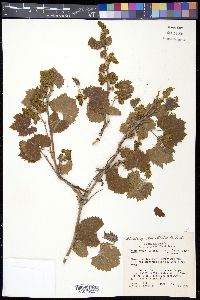 Vitis arizonica image