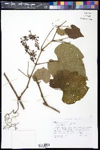 Vitis cinerea image