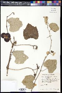 Vitis mustangensis image