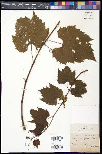 Vitis riparia image
