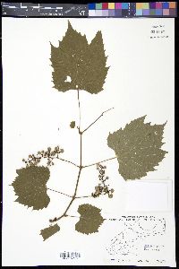 Vitis riparia image