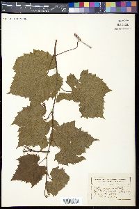Vitis riparia image