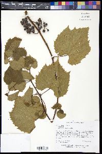 Vitis riparia image