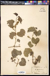 Vitis rupestris image