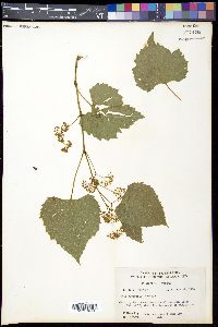 Vitis rupestris image