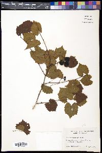 Vitis rotundifolia image