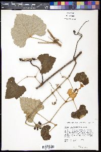 Vitis shuttleworthii image