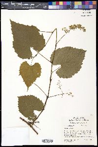 Vitis vulpina image