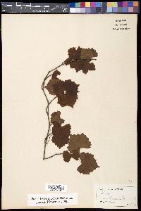 Vitis vulpina image