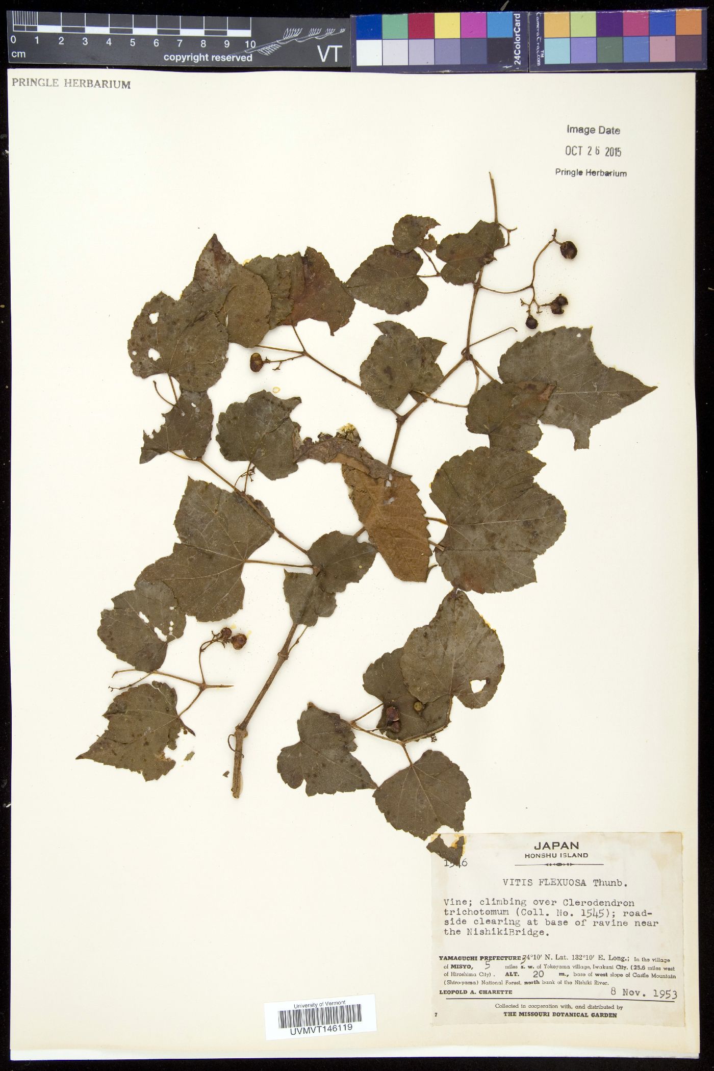 Vitis flexuosa image