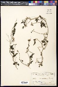 Media resource of Causonis clematidea