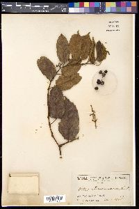Cissus antarctica image