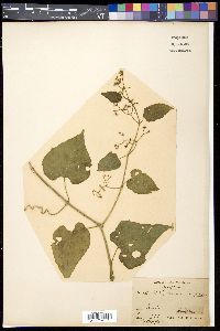 Cissus assamica image