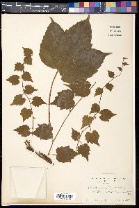 Parthenocissus tricuspidata image