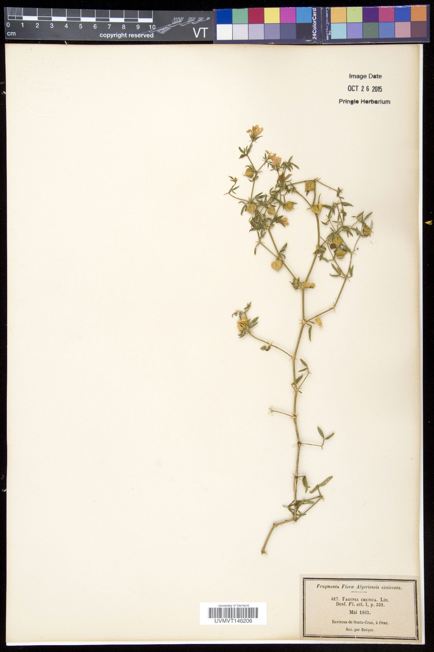 Fagonia cretica image
