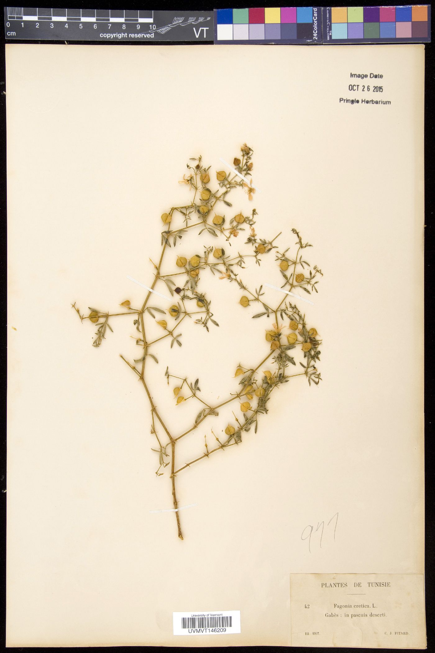 Fagonia cretica image