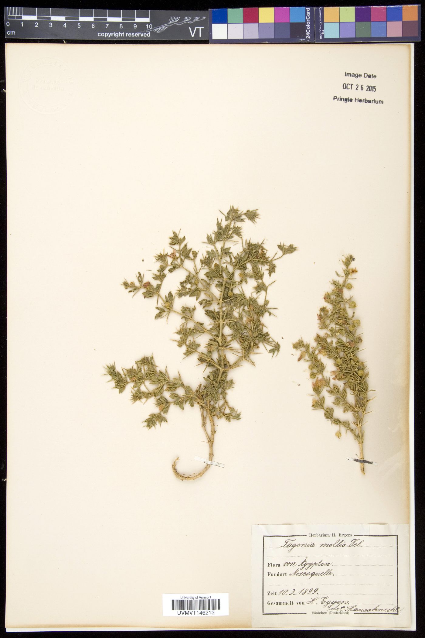 Fagonia mollis image