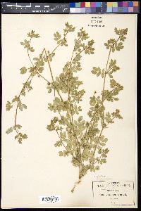 Kallstroemia maxima image