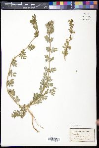 Kallstroemia maxima image
