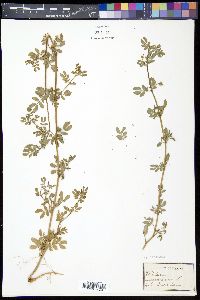 Kallstroemia maxima image