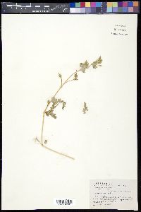Kallstroemia parviflora image