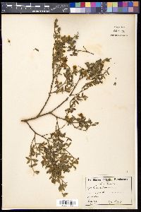 Larrea tridentata var. tridentata image