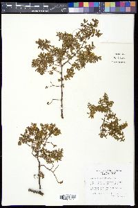 Larrea tridentata image