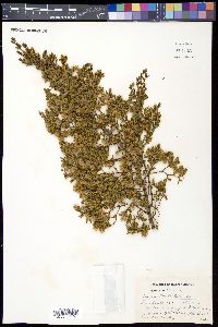 Larrea tridentata image