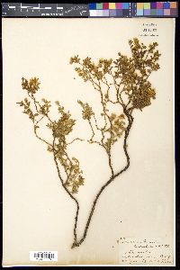 Larrea tridentata image