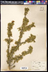 Guaiacum angustifolium image