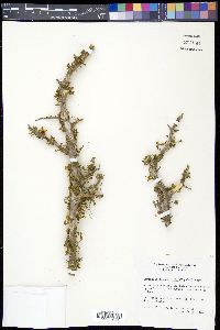 Guaiacum angustifolium image