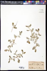 Kallstroemia grandiflora image