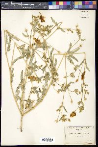 Kallstroemia grandiflora image