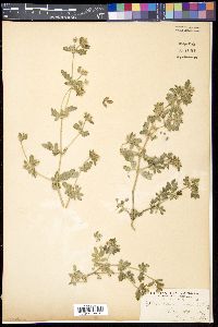 Kallstroemia maxima image