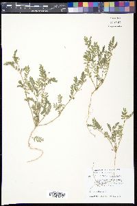 Tribulus terrestris image
