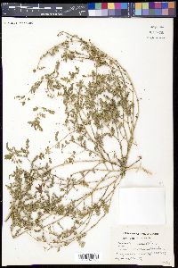 Tribulus terrestris image