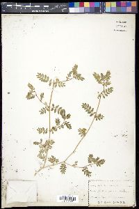 Tribulus terrestris image