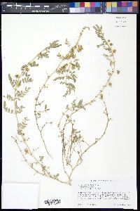 Tribulus terrestris image