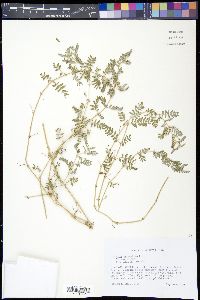 Tribulus terrestris image
