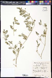 Tribulus terrestris image