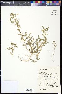 Tribulus terrestris image