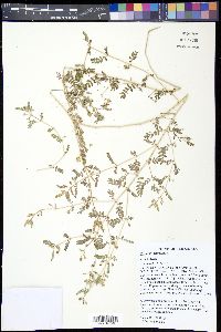 Tribulus terrestris image