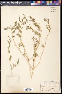 Tribulus terrestris image
