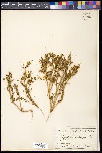 Roepera iodocarpa image