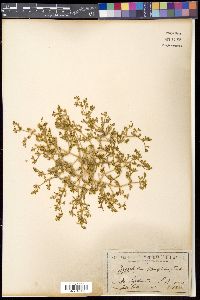 Roepera ammophila image