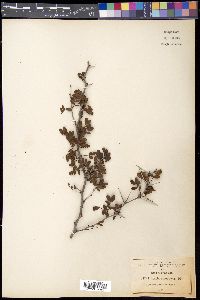 Acacia rigidula image